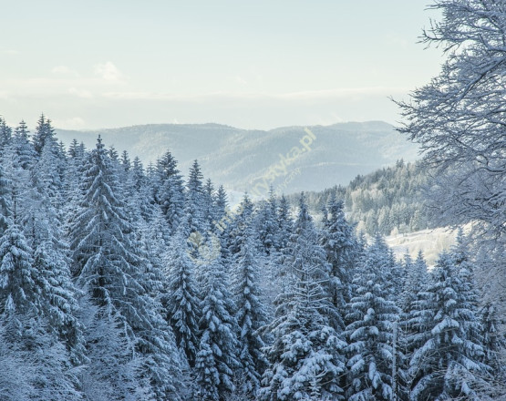 Krynica Zdrój  w miejscowości Krynica-Zdrój