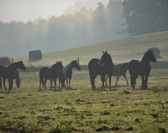 Rancho"Zielony koń" w miejscowości Borowski Las