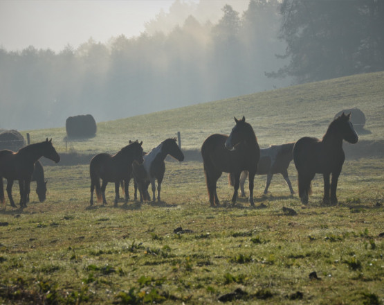 Rancho"Zielony koń"  w miejscowości Borowski Las