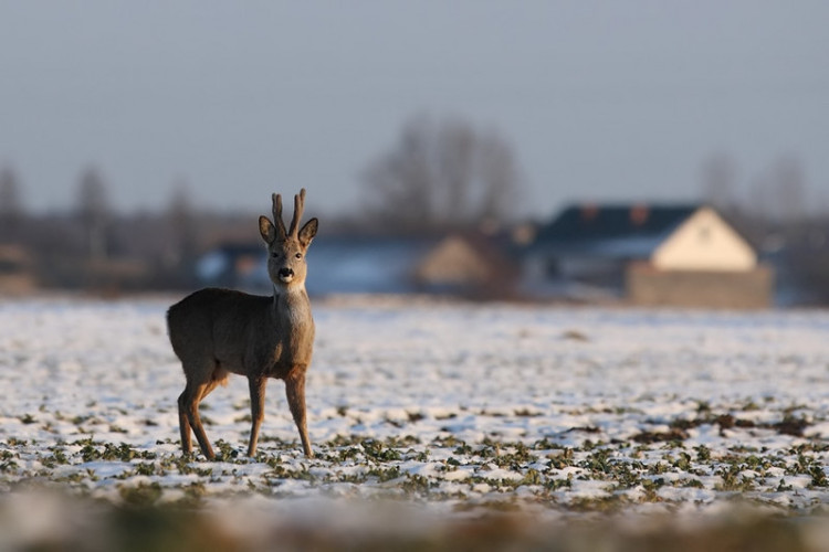 IX Zimowy Rajd Śladami Dzikich Zwierząt online w miejscowości Ciekoty