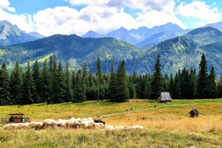 Rusinowa Polana w miejscowości Zakopane