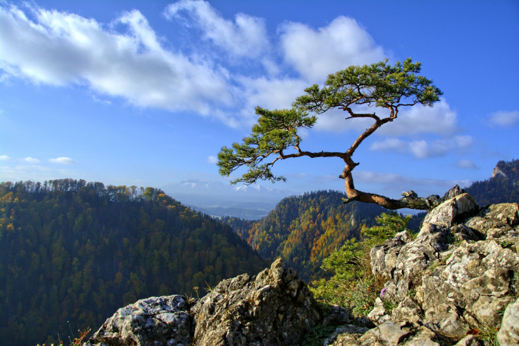 Sokolica - piękny szlak w Pieninach w miejscowości Szczawnica