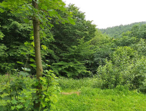 Domki przy Lesie  w miejscowości Bukowiec - Bieszczady