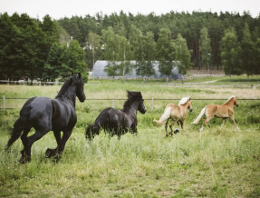 Agroturystyka Stajnia Kanthaka  w miejscowości Czarny Piec