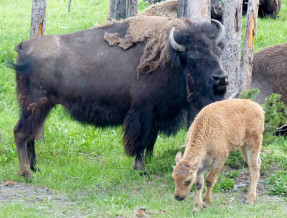 Pokoje Gościnne Rita  w miejscowości Brożówka