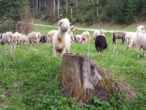 Ośrodek Turystyki Górskiej Alaska  w miejscowości Żabnica