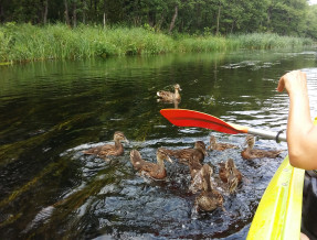 Dom w Puszczy Augustowskiej  w miejscowości Gorczyca