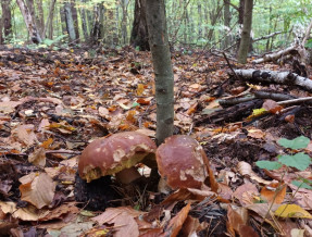 Chatka u Władka  w miejscowości Wysowa - Zdrój