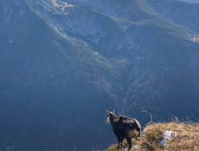 U Szczepana  w miejscowości Kościelisko