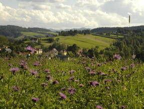 Biały Wierch  w miejscowości Berezka