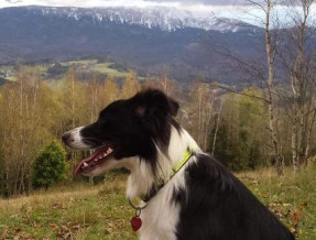 Z głową w chmurach  w miejscowości Zawoja