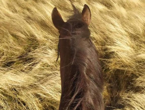Z głową w chmurach  w miejscowości Zawoja