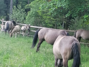 Agroturystyka Pod Lasem obok Zwierzyńca  w miejscowości Zwierzyniec