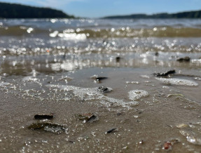 Domki Letniskowe nad jez. Chańcza  w miejscowości Życiny