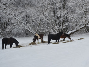 Folwark na Końcu Świata/Jazdy konne  w miejscowości Daszówka