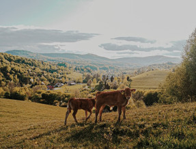 Folwark na Końcu Świata/Jazdy konne  w miejscowości Daszówka