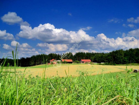 Agroturystyka Borowski Las w miejscowości Borowski Las