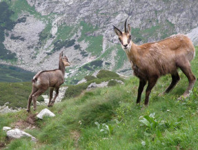 Apartamenty Witów  w miejscowości Witów