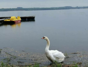 Domki Sasek Mazury  w miejscowości Sasek