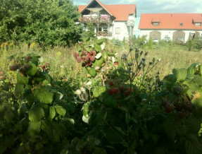 Gospodarstwo Agroturystyczne Krzewinka w miejscowości Sulimy