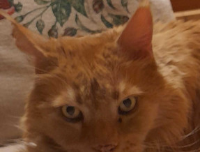 Willa u Siarosia  w miejscowości Kościelisko