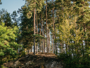 Leśny Azyl w miejscowości Obrocz