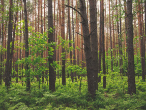 Siedlisko Sołtysówka  w miejscowości Osówek