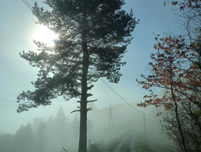 Gospodarstwo Agroturystyczne Zielona Granica  w miejscowości Piwniczna-Zdrój
