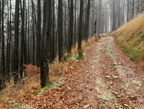 Chaty u Bibra w miejscowości Soblówka