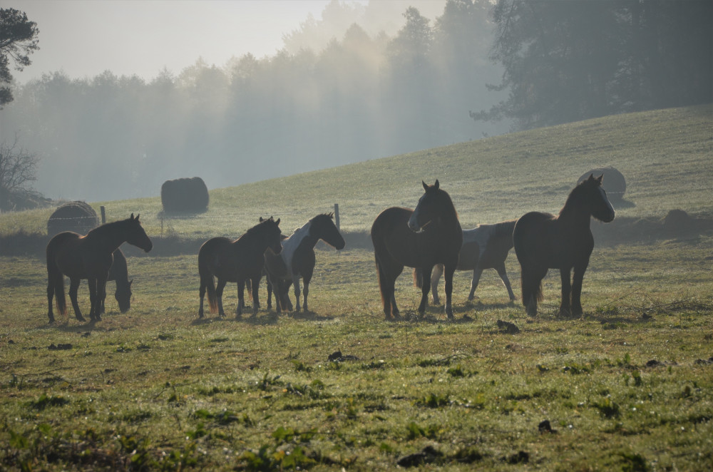 Rancho"Zielony koń" w miejscowości Borowski Las