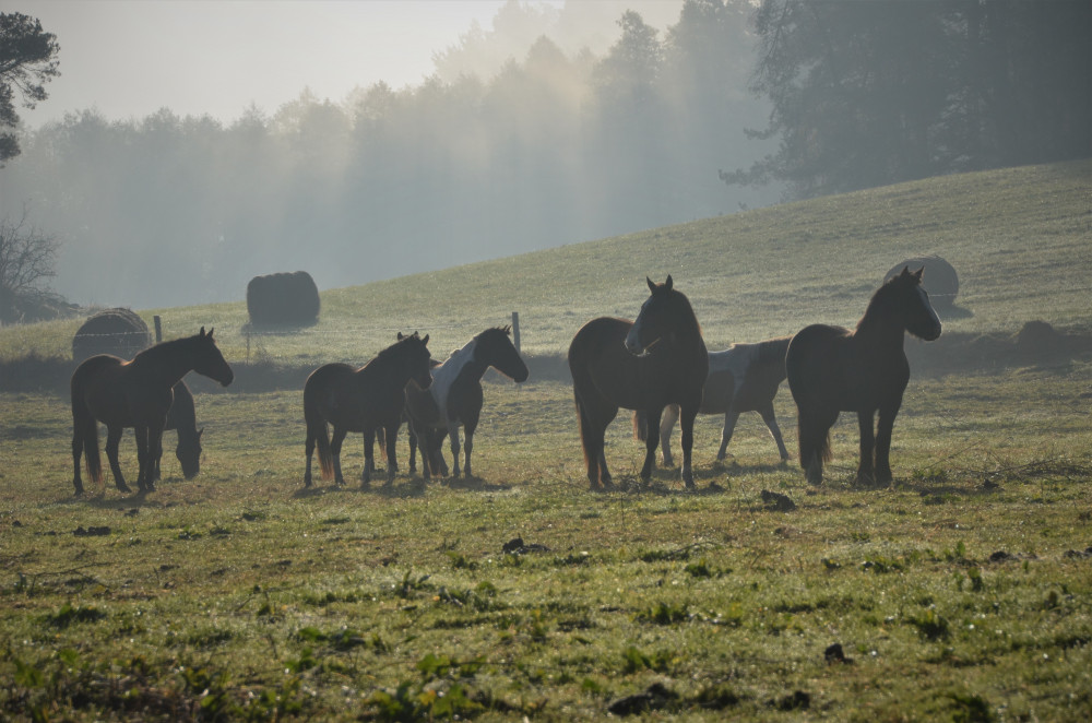 Rancho"Zielony koń"  w miejscowości Borowski Las